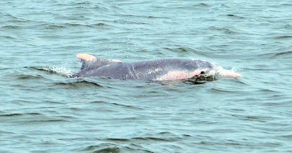 GOVT TO STUDY LIFE CYCLES OF DOLPHIN, HILSA IN GANGA